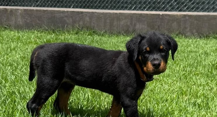 Un cachorro de rottweiler sobre el césped del corral Valentía
