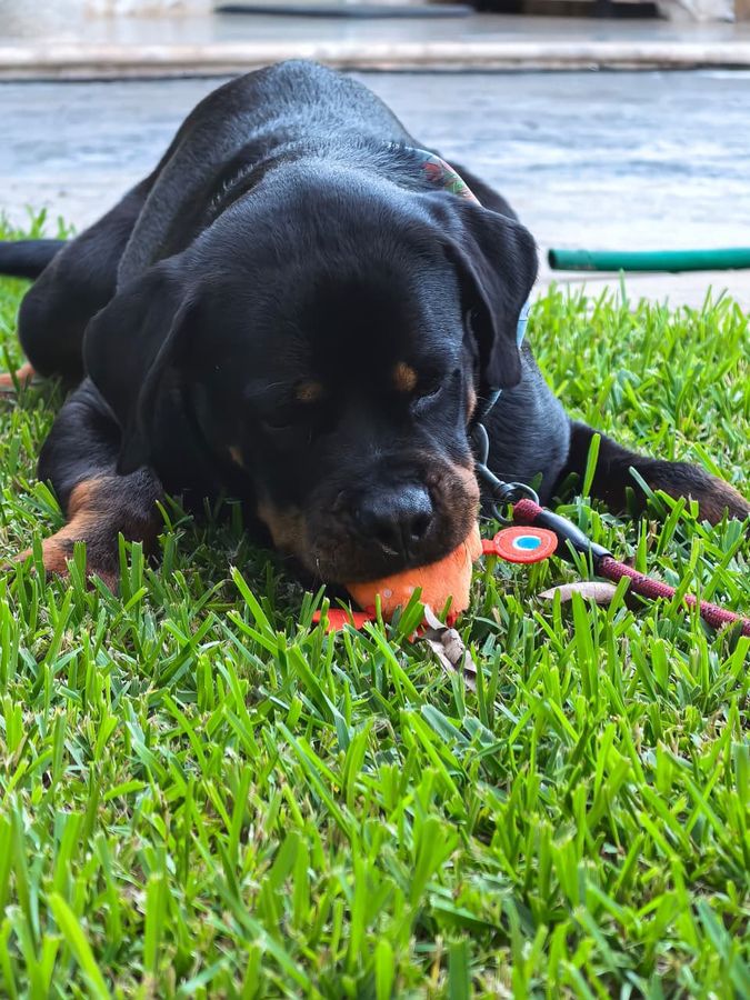 Un rottweiler tumbado y relajado sobre el césped, con un juguete entre las patas