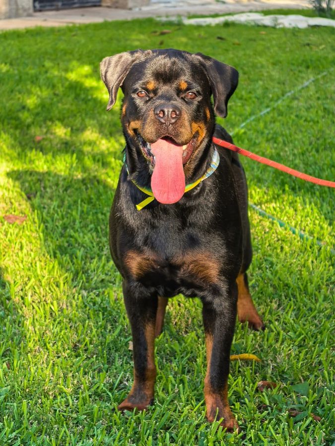 Un rottweiler de pie sobre el césped en un día soleado, con la lengua fuera después de jugar