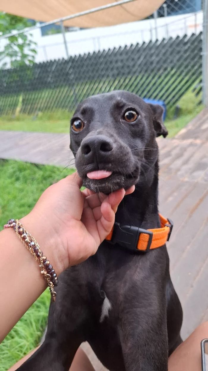 Galileo, un perro negro, recibiendo una caricia bajo el mentón en el jardín